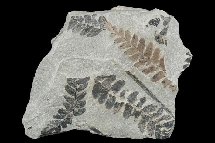 Pennsylvanian Fossil Fern (Neuropteris) Plate - Kentucky #176760